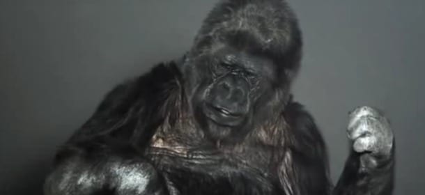 Il gorilla Koko usa il linguaggio dei segni: "Stupido uomo, salva la Terra" [VIDEO]