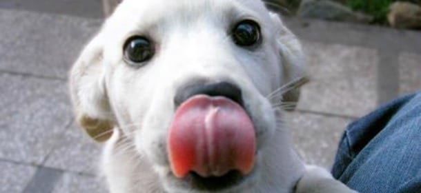 Se il cane ha l'alito cattivo: quali sono le cause e come rimediare