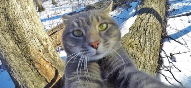 Manny, il gatto "boss dei cani" famoso per i suoi selfie: ma è davvero lui a scattare le foto?