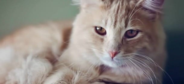 Fumo passivo: i gatti sono gli animali più vulnerabili