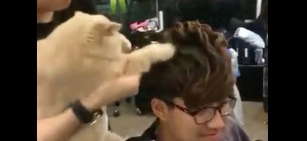 Il gatto parrucchiere: è lui a dare all'acconciatura quel tocco in più [VIDEO]