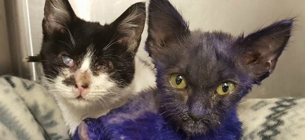 Il gattino viola Smurf ha trovato un'amica: Wanda, una micia cieca [VIDEO]