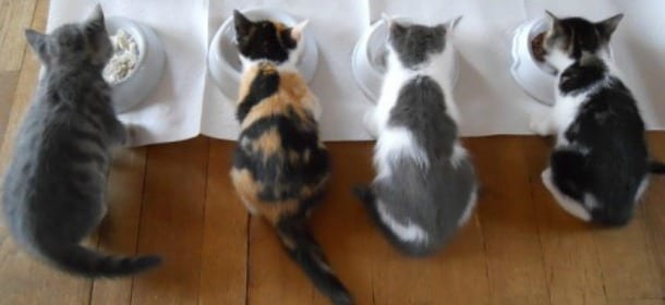 Come aprire un gattile privato e aiutare mici in difficoltà