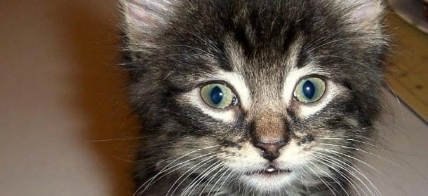 Giornata mondiale del gatto: l'orgoglio felino in 15 bellissimi scatti [FOTO]