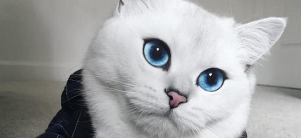 Coby The Cat, il gatto social ha gli occhi blu più belli del mondo [FOTO]