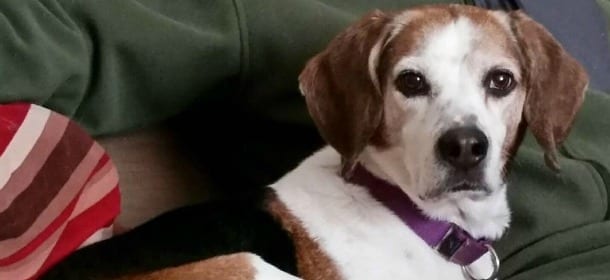 Portano il cane di 12 anni dal veterinario per farlo sopprimere: perdeva troppi peli