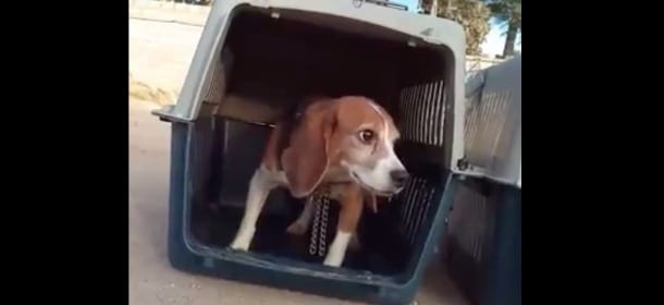 Beagle salvato da un laboratorio non lascia il trasportino: la libertà fa paura [VIDEO]