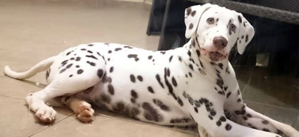 Il cane Chuck salva la famiglia intossicata dal monossido: abbaia e sveglia tutti
