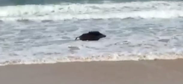 Un cinghiale "festeggia" con un bagno in mare: la stagione della caccia è finita [VIDEO]