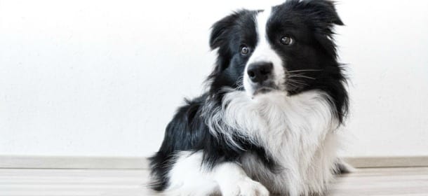I cani intelligenti vivono più a lungo: un test del QI lo dimostra