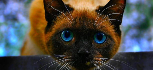 Gatti e linguaggio: 6 suoni felini e il loro significato