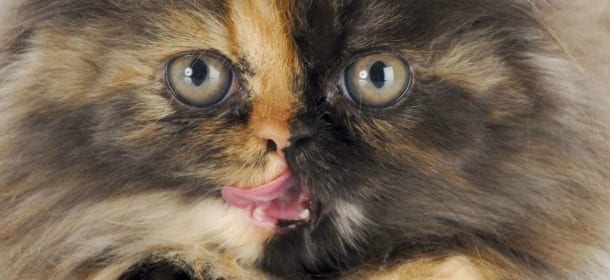 Gatti: quelli multicolore sono più aggressivi. Uno studio lo dimostra