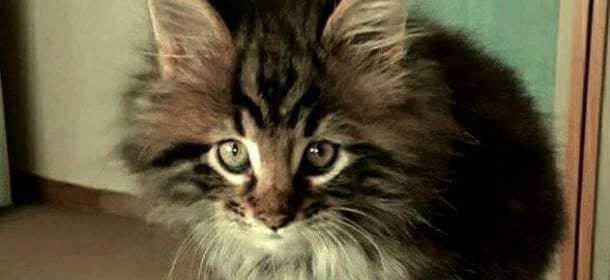 Gatti e Felv: cos'è davvero la leucemia felina e come tenerla sotto controllo