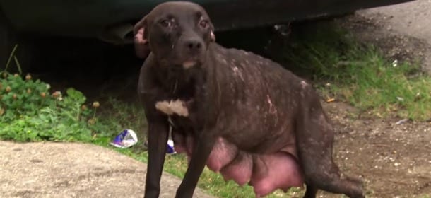 Mamma Pit Bull salvata dalla strada chiede aiuto per i suoi cuccioli [VIDEO]