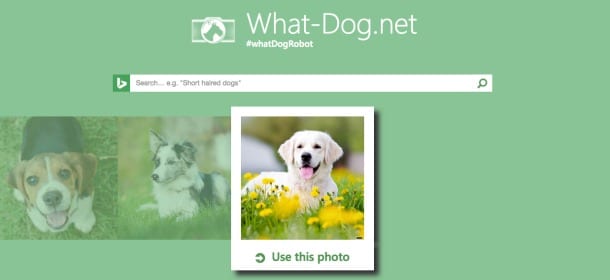 Cani: di che razza è il meticcio? Per scoprirlo basta una foto