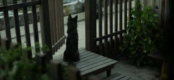 Il cane era solo e voleva lasciarsi morire, poi ha incontrato una ragazza [VIDEO]