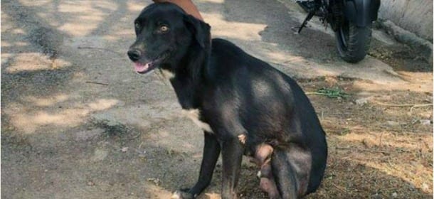 Uccide 8 cuccioli di cane fronte alla mamma: "Volevo darle una lezione"