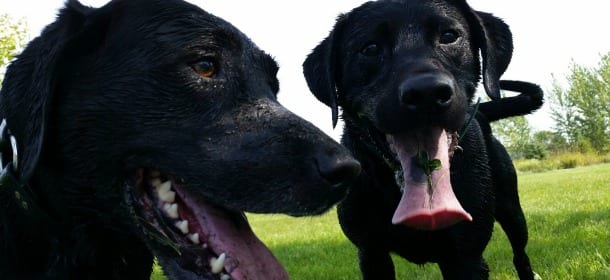 Cani e bambini: le 8 regole da seguire per vivere sereni (con i figli degli altri)