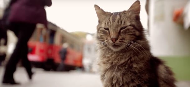 'Kedi', il film sui gatti di Istanbul: esseri speciali trattati con estremo rispetto [VIDEO]