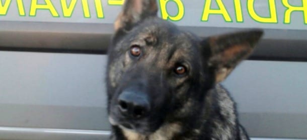 Tagas, il cane antidroga va in pensione