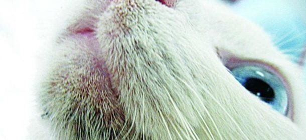 Acne felina: cos’è e quali sono i rimedi