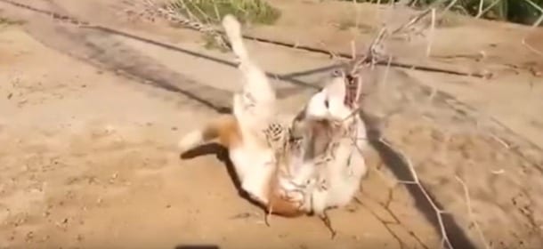 Libera un randagio incastrato in una rete: quello che succede dopo è sorprendente [VIDEO]