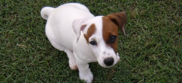 Cani e salute: 4 errori da evitare assolutamente