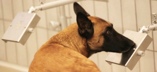 Milano, 8 cani e un naso elettronico "fiutano" il tumore a uno stadio iniziale