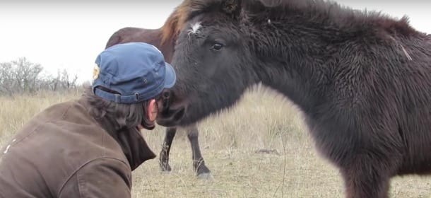 Il cavallo ringrazia l'uomo che gli ha tolto le catene: ora anche lui può correre [VIDEO]