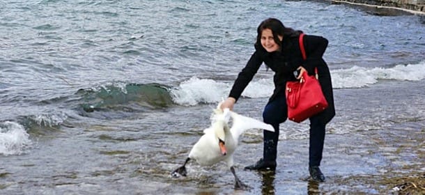 Una turista uccide un cigno trascinandolo fuori dall'acqua: voleva "solo" una foto ricordo