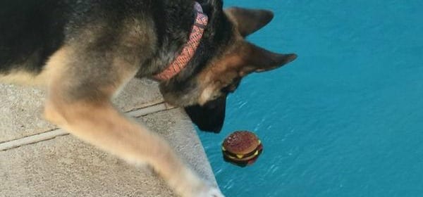 Come insegnare al cane a nuotare