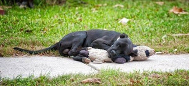 Un cane abbraccia un pupazzo di peluche: unico conforto della sua vita randagia [FOTO]