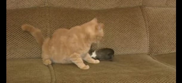 Mamma gatta vede un coniglietto orfano: lo prende e lo aggiunge ai suoi piccoli [VIDEO]