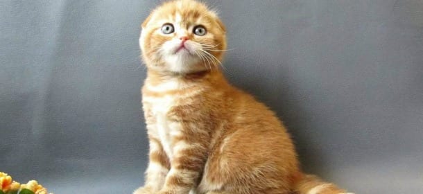 Gatti: 6 cose che (forse) ancora non sapete di loro