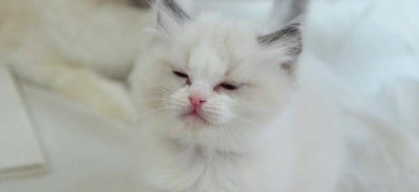 Gatti: 5 cose da fare per renderli felici