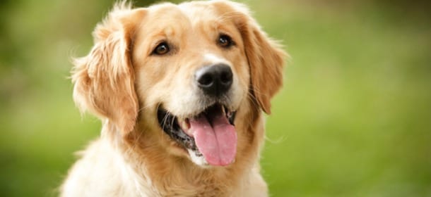 Cani e malati psichiatrici insieme per ricominciare a vivere: il progetto vincente dell'Asl di Torino