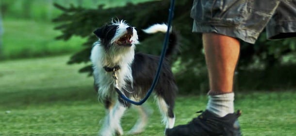 Cane a spasso senza guinzaglio? Si rischiano 300 euro di multa