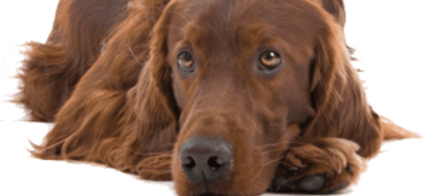 Cane "scrive" una lettera nel suo ultimo giorno di vita: il mondo social si commuove