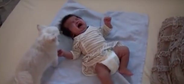 Il neonato piange disperato, il cane tenta di calmarlo con un biscotto [VIDEO]