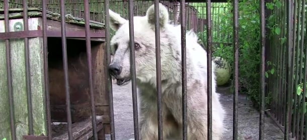 Dopo 30 anni in una gabbia, l'orso viene liberato: la trasformazione è incredibile [VIDEO]