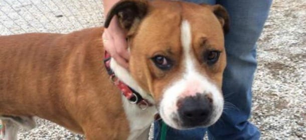 Se il cane è diffidente: come avvicinarlo e abituarlo alla presenza degli estranei