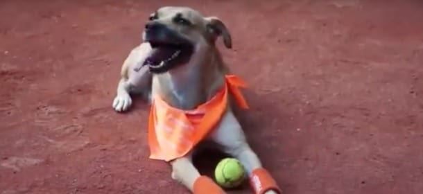 Tennis, arrivano i ball dogs: ex randagi "assunti" come raccattapalle [VIDEO]