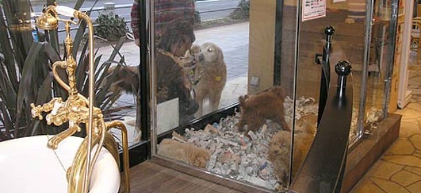Mai più animali venduti nei negozi: arriva il divieto