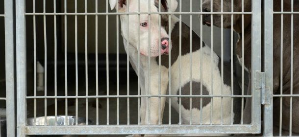 Combattimenti clandestini tra cani: una triste realtà