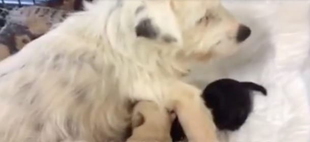 New entry alla Duemari: il cane Bianca adotta Neil, cucciolo "astronauta" gettato da un'auto