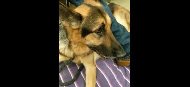 Il cane malato rende omaggio ai proprietari e "canta" per loro un'ultima volta [VIDEO]