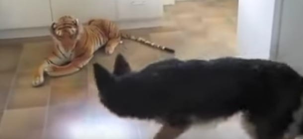 Il Pastore Tedesco "incontra" una tigre (di peluche): la reazione è esilarante [VIDEO]