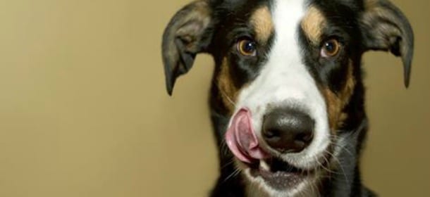 Cani soli in casa? Come lasciarli felici e sicuri