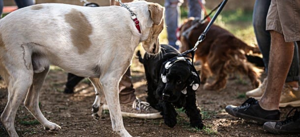 Perché i cani quando si incontrano si annusano il sedere?