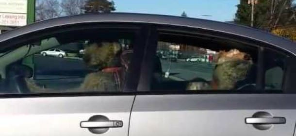 Il cane in auto suona il clacson: è stanco di aspettare il proprietario [VIDEO]